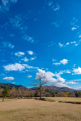 Wall Mural - Landscape image of a single dead trunk tree in a field with blue sky background