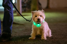 Little White Dog, West HIghland White Terrier  Sitting In The Dark And Wearing A Light Collar