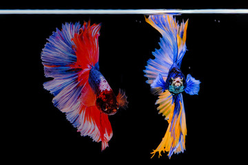 Wall Mural - Siamese betta fish beautiful color  on black background