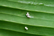 Butterfly's eggs on banana leaf