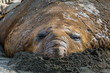 © Robert - Southern elephant seal bull (Mirounga leonina) molting in Gold Harbor, South Georgia, UK Overseas Protectorate, Polar Regions