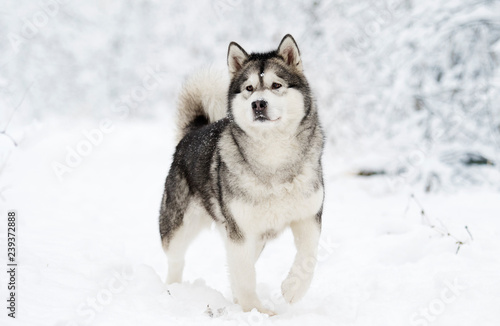 dog on a winter