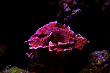 Canvas Print - Montipora Candy Cap Coral, - (Montipora capricornis)
