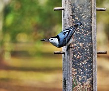 Single Cute Male White-Breasted Nuthatch Bird (Sitta Carolinensis) Perching On The Wooden Feeder With The Soft Focus Garden Background, Autumn In GA USA.