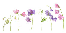 Sweet Pea Blossoms On A White Background. Isolated Sweet Pea Blossoms Set. Floral Pattern Elements And Blossoms. Tender Cute Flowers.