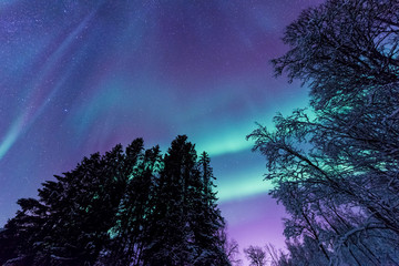 The polar arctic Northern lights aurora borealis sky star in Scandinavia Norway Tromso in the farm winter forest  snow mountains 