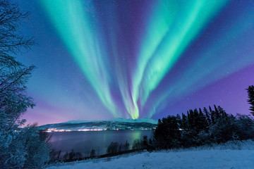 Wall Mural - the polar arctic northern lights aurora borealis sky star in scandinavia norway tromso in the farm w