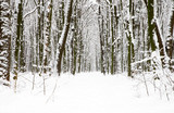 Fototapeta Las - beautiful winter forest  and the road