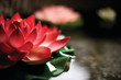 © Erickson Stock - Waterlily floating on water.