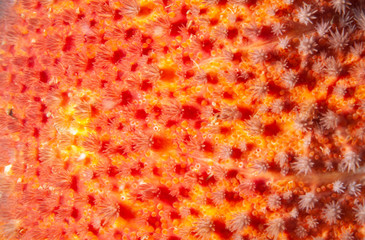 Wall Mural - Close-up of a Spiny Sun Star texture in the St.Lawrence River in Canada