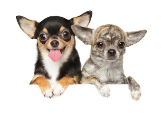 Wall Mural - Little dog Chihuahua on a white background