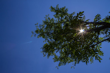 Wall Mural - Sunlight passing through tree branches