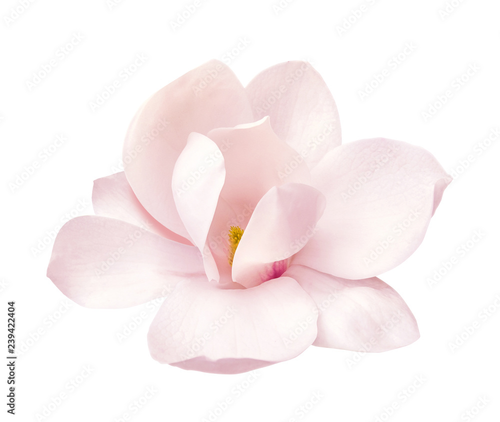 tender pink magnolia flower isolated - obrazy, fototapety, plakaty 