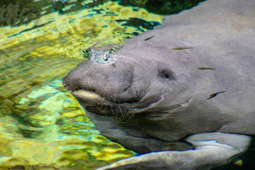 Poster - West Indian manatee