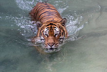 Large Tiger