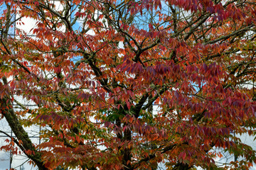 Ash tree with turning leaves in autumn