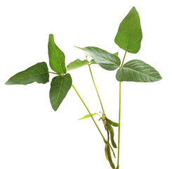 Poster - Green soybean pods.