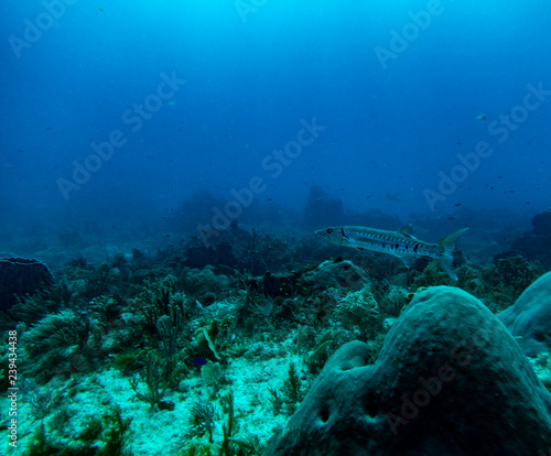 Zdjęcie XXL podwodny świat Karaibów