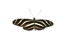 Zebra Longwing Butterfly Heliconius Charithonia Isolated On White Background