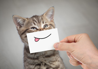 Wall Mural - funny cat smiling with tongue