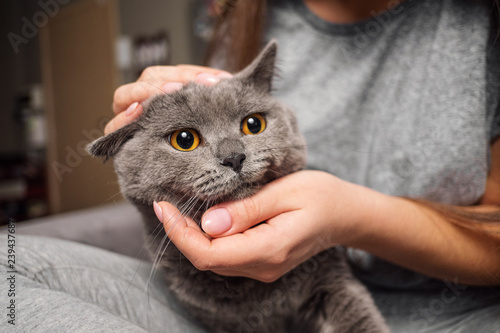Fotografía girl stroking british cat, funny happy muzzle of cat, cat smiles, dissatisfied c