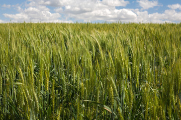 Wall Mural - field of wheat