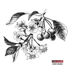 hand drawn cherry branch
