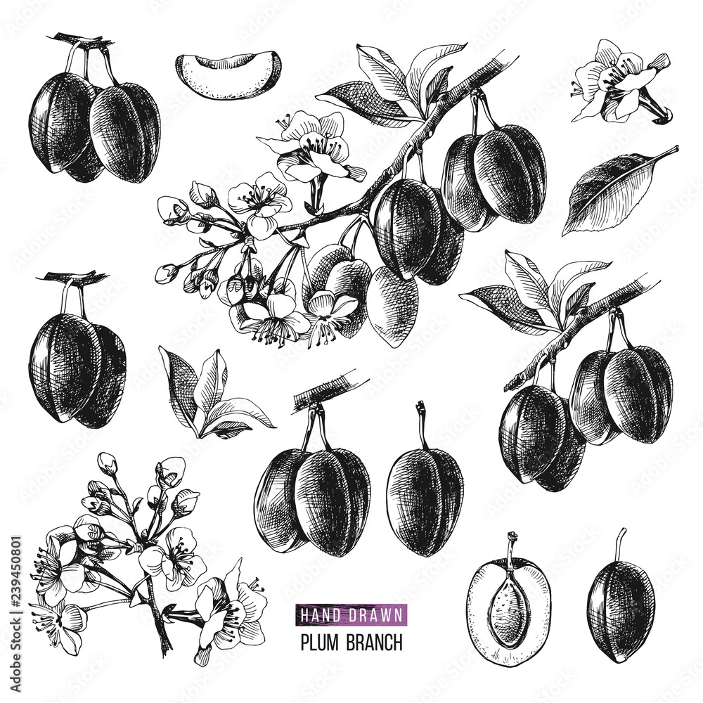 Set of hand drawn plum branches with fruits and flowers Stock Vector ...