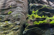 Ferns and moss growing on rock.