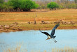 Maribou Stork with wings extended flying over Lake Kariba , Zimbabwe