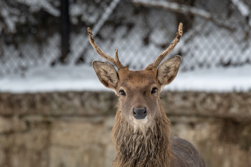 Male Vietnamese Sika Deer (Cervus nippon pseudaxis)