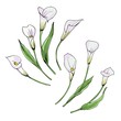 Set of white Calla flowers. Vector illustration of seven flowers with leaves.