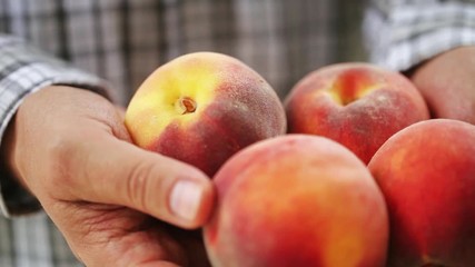 Wall Mural - Man is holding ripe peaches in his hands, close-up. Several freshly picked peaches in folded hands