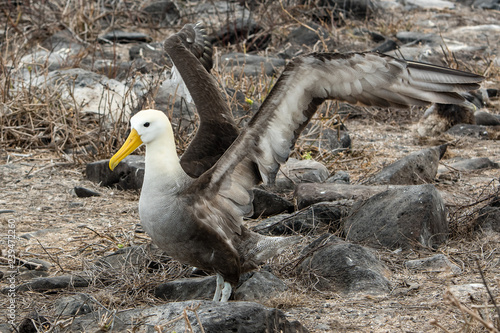 Fotografie, Obraz Albatros in the bushes of the island Espanola, in the Galapagos