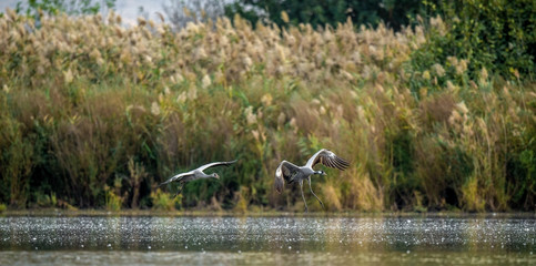 Wall Mural - common cranes (grus grus) in the water. cranes flock on the lake at sunrise. morning landscape of hu