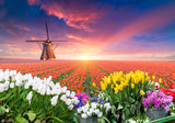 Fototapeta Tulipany - The road leading to the Dutch windmills from the canal in Rotterdam. Holland. Netherlands