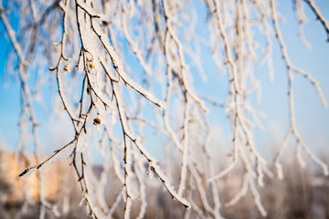 Frosted tree in frosty day against the blue sky