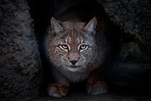 Glance Lynx.