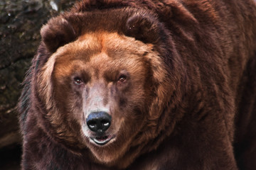 Wall Mural -  big head of a huge brown bear