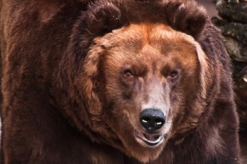 Wall Mural -  big head of a huge brown bear