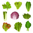 Collection of fresh salad leaves, radicchio, lettuce, romaine, kale, collard, sorrel, spinach, mizuna, healthy organic vegetarian food vector Illustration