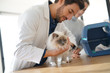 © goodluz - Handsome vet looking at beautiful cat in clinic with owner