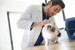 © goodluz - Handsome vet looking at beautiful cat in vetinarian clinic