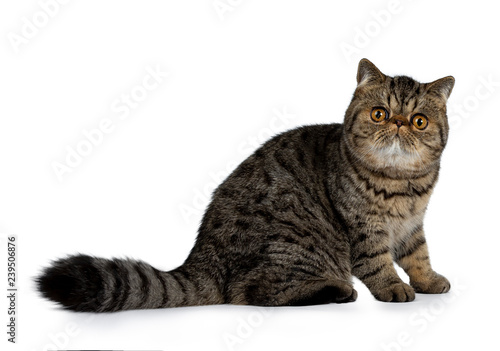 Adorable Black Tabby Exotic Shorthair Cat Kitten Sitting Side