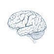 Human brain side view. Isolated vector illustration.