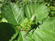 fotografias de insectos varios naturaleza 