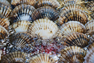 Wall Mural - Clam behind the stall glass at the seafood market in Hong Kong, China.