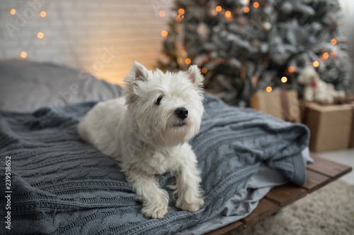 grey westie dog