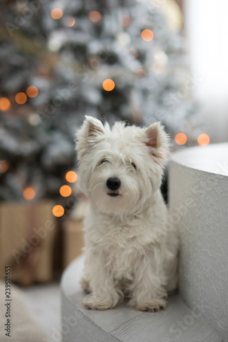 grey westie dog