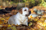 Fototapeta Pokój dzieciecy - a sweet yellow labrador in the park in autumn